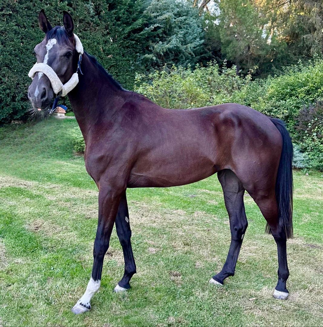 horse